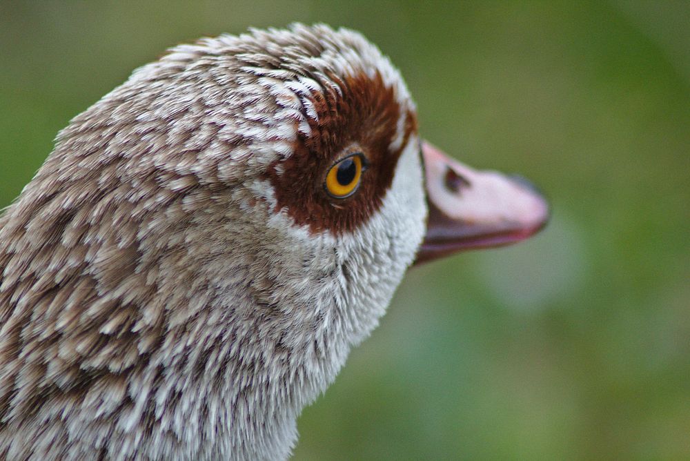 Egyptian goose close up. Free public domain CC0 photo.