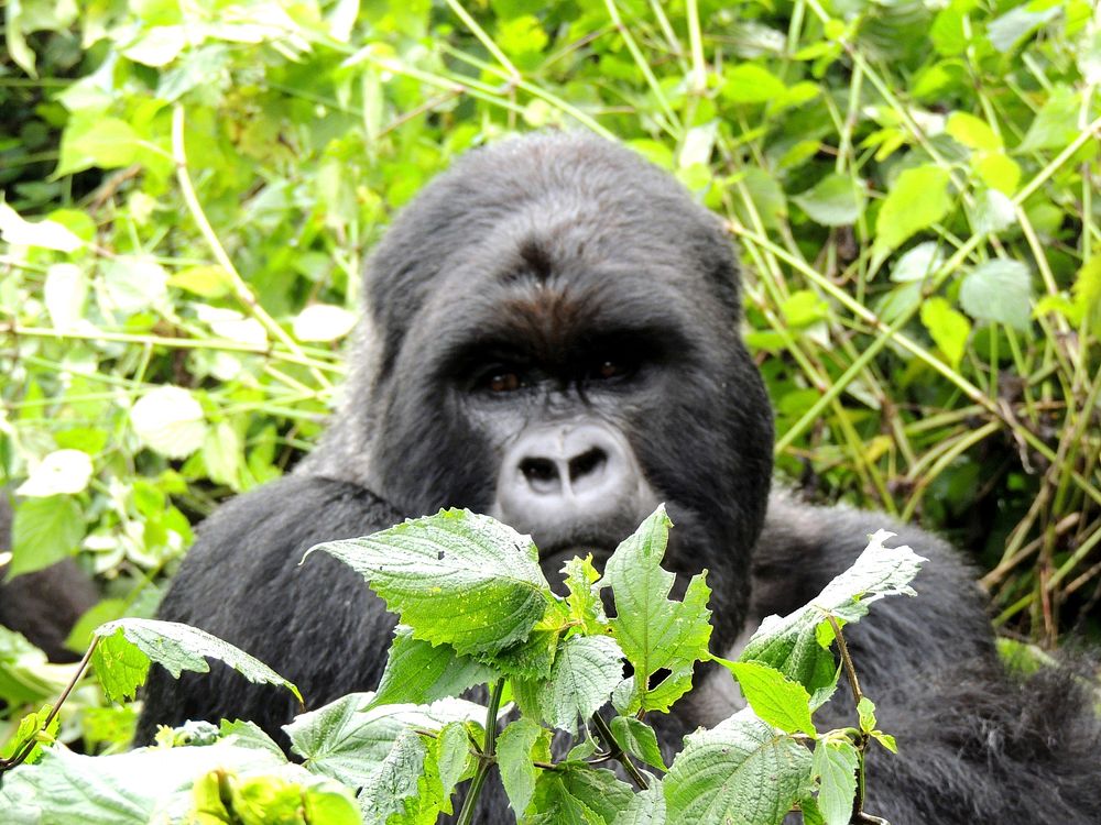 Gorilla image. Free public domain CC0 photo.