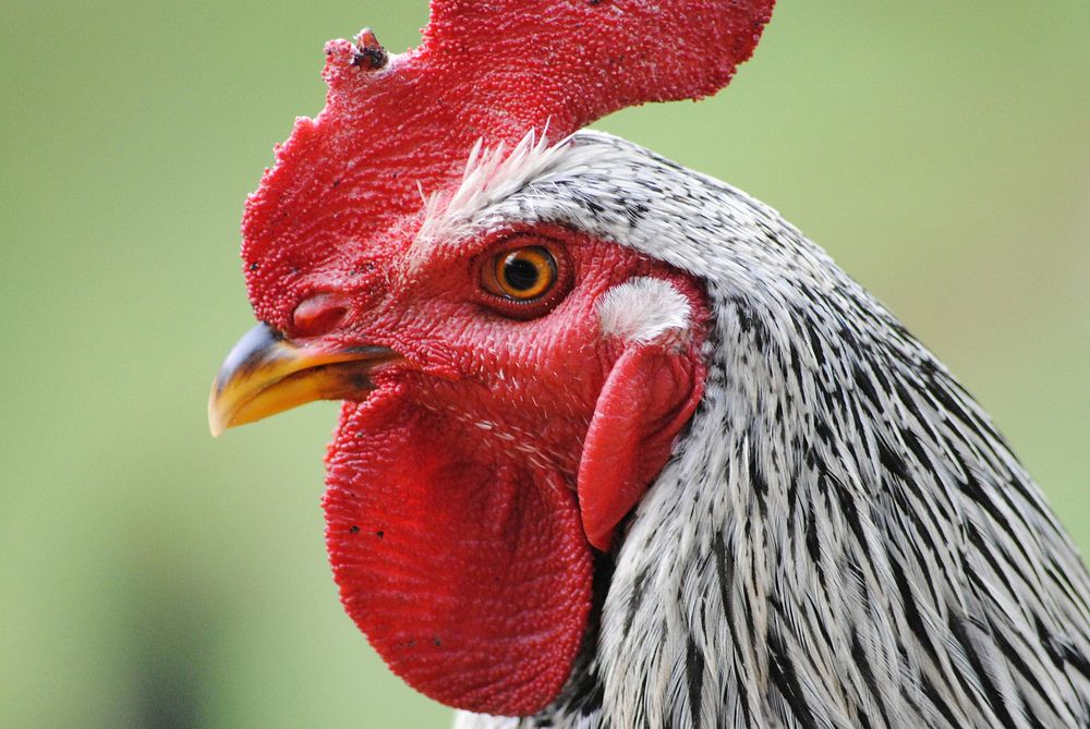 Rooster, poutry industry. Free public domain CC0 photo.