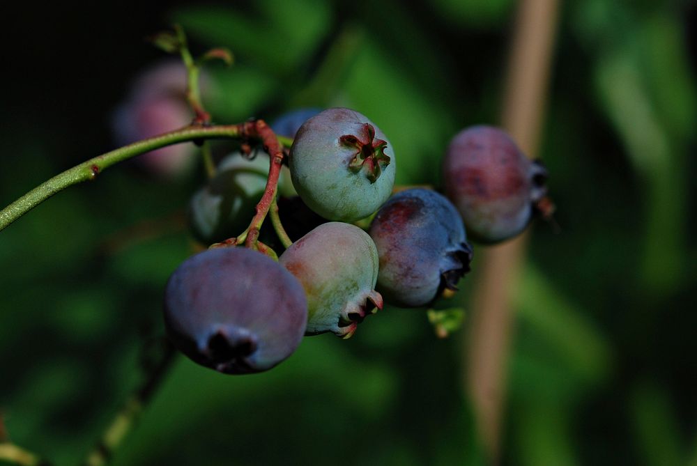 Closeup on blueberry bush. Free public domain CC0 image. 
