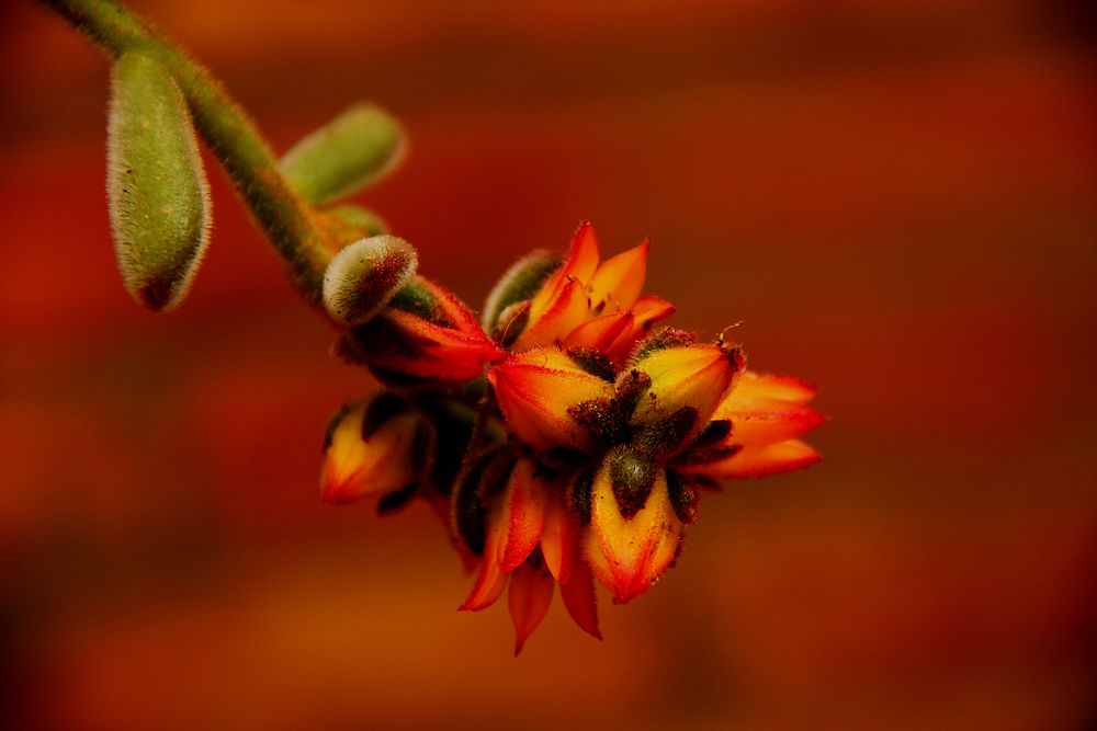 Echeveria fabiola flower background. Free public domain CC0 photo.