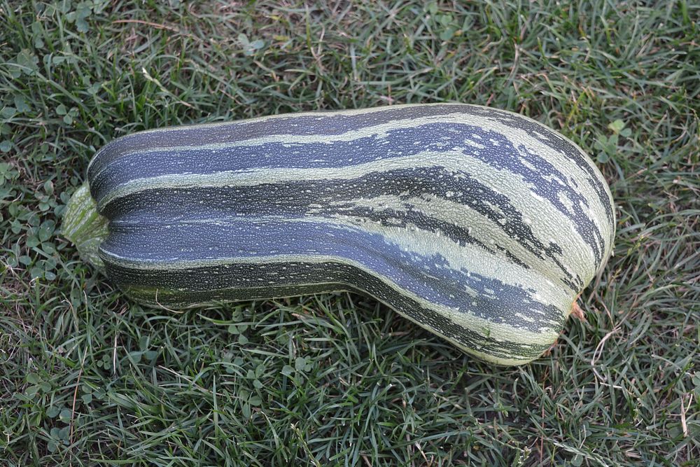 Zucchini on grass. Free public domain CC0 photo.