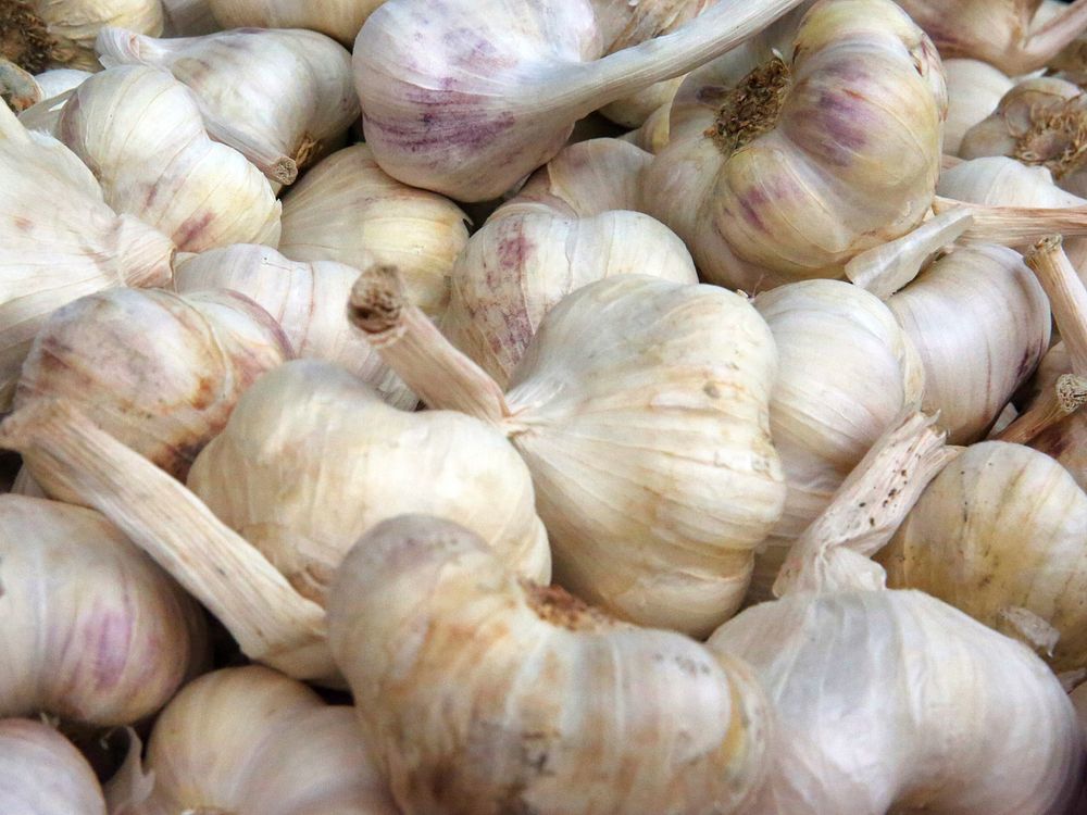 Fresh garlic, farm produce. Free public domain CC0 image