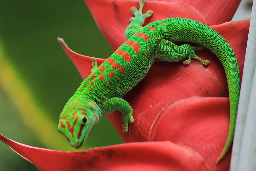 Gecko. Free public domain CC0 image.