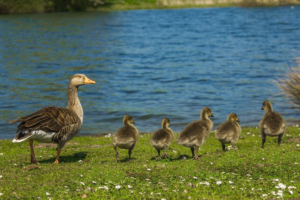 Greylag goose walking with goslings. Free public domain CC0 photo.