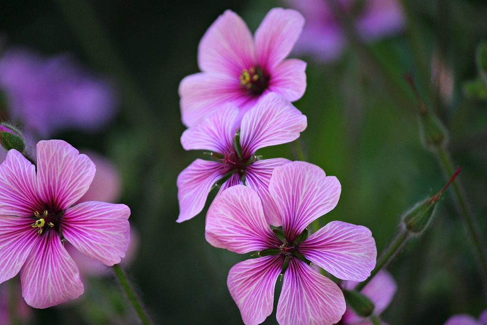 Pink flower. Free public domain CC0 image.