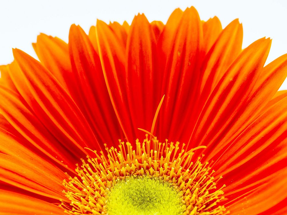 Orange gerbera. Free public domain CC0 image.