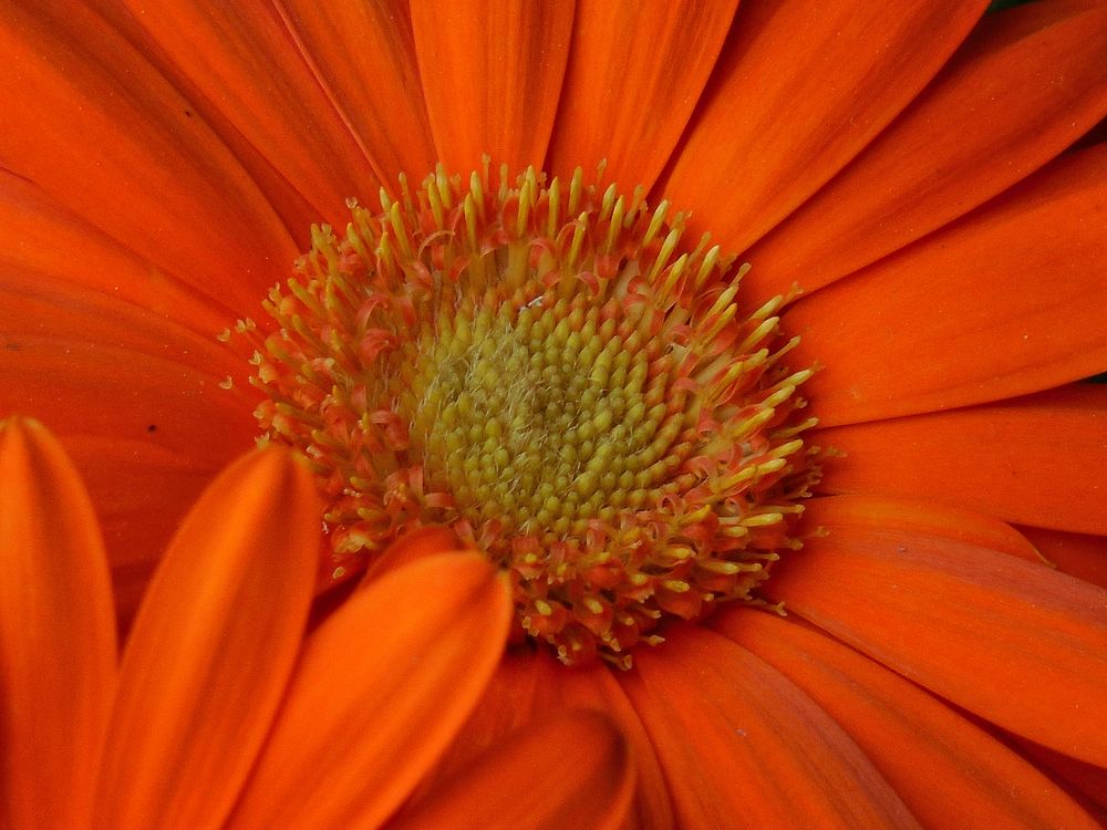 Orange gerbera. Free public domain CC0 image.