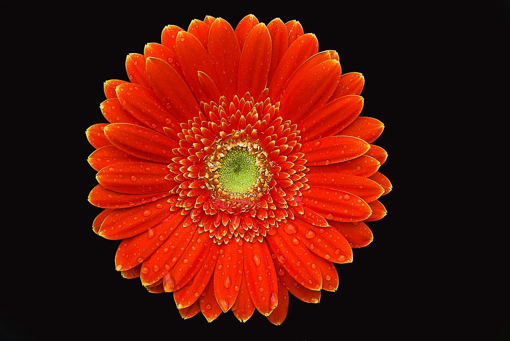Red gerbera background. Free public domain CC0 image.