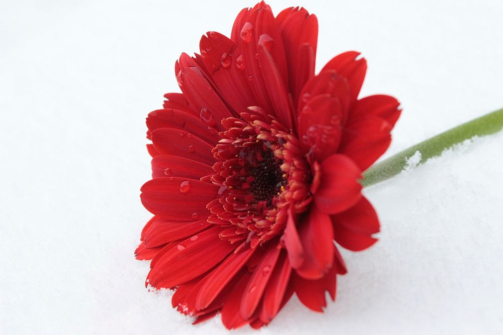Red gerbera background. Free public domain CC0 image.