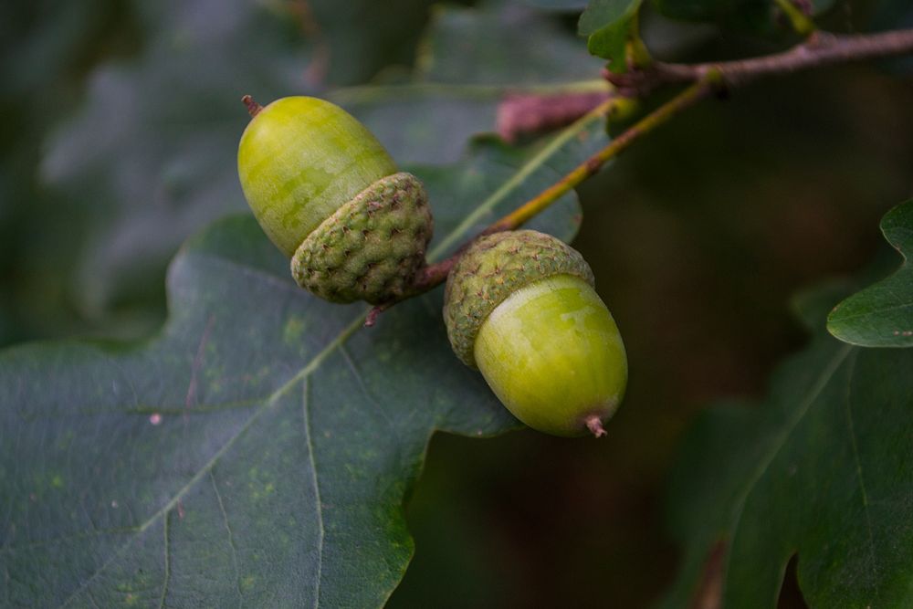 Green acorn seed. Free public domain CC0 photo.