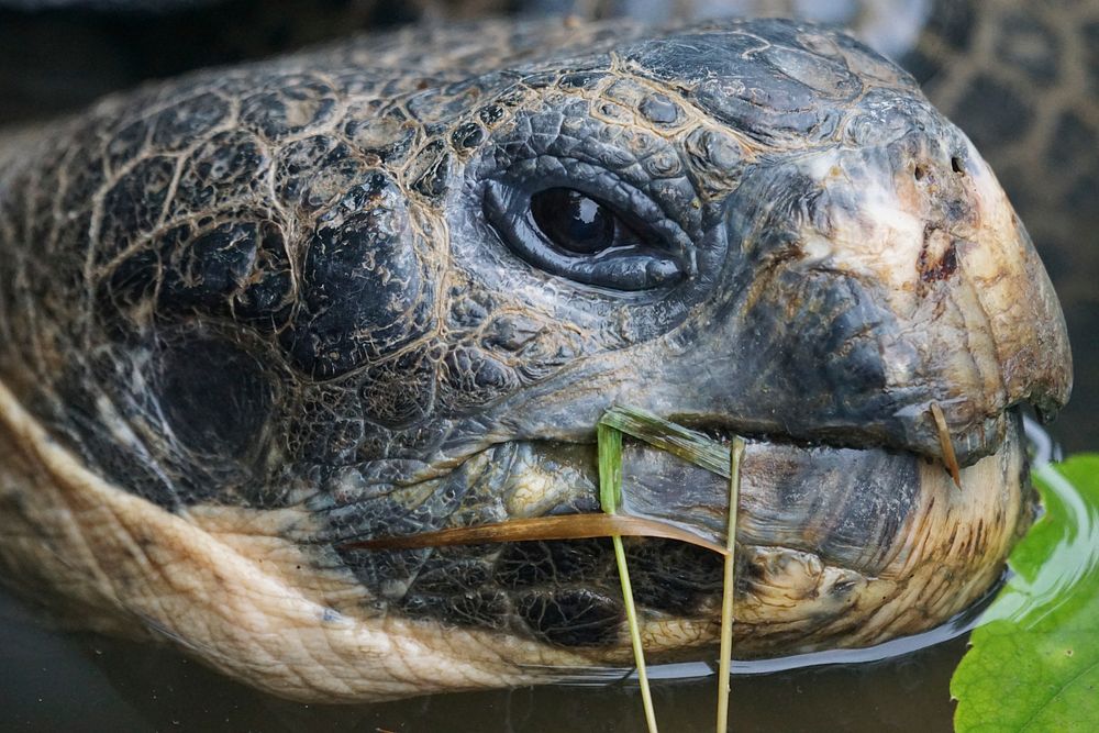 Giant tortoise eating close up. Free public domain CC0 photo.