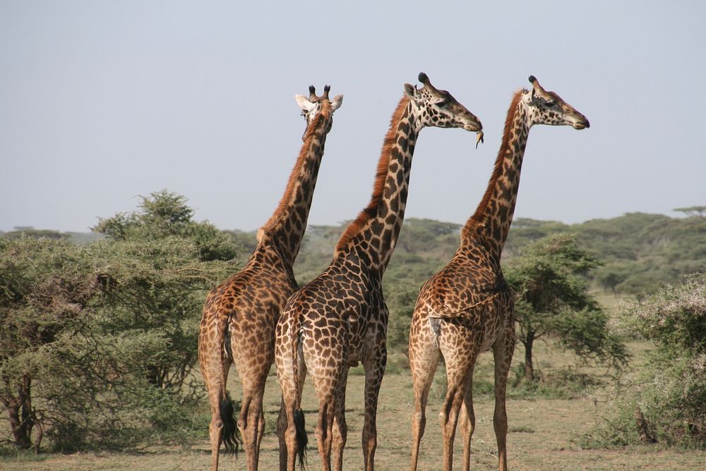 Giraffe tower, animal family. Free public domain CC0 photo.