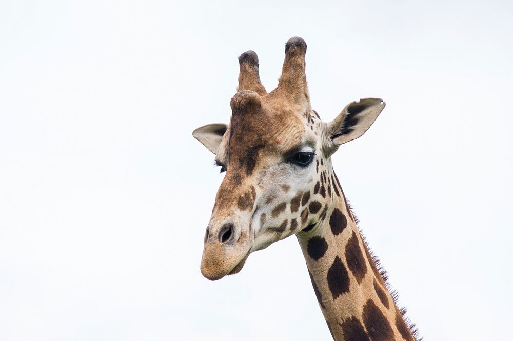 Giraffe isolated on white background. Free public domain CC0 photo.
