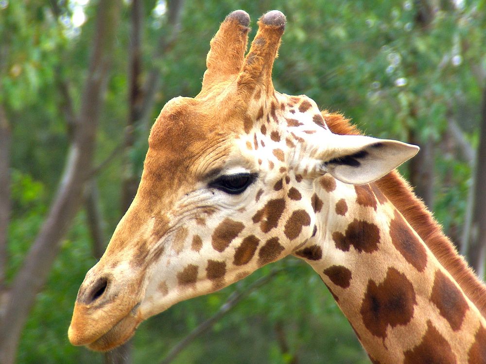 Giraffe face image. Free public domain CC0 photo.