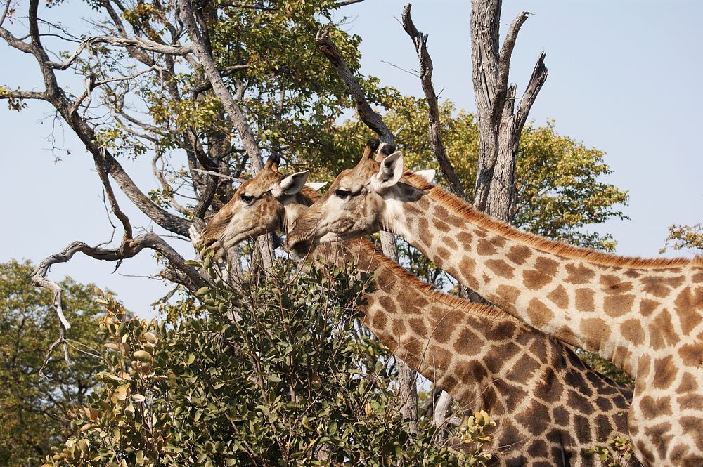 Giraffe face image. Free public domain CC0 photo.