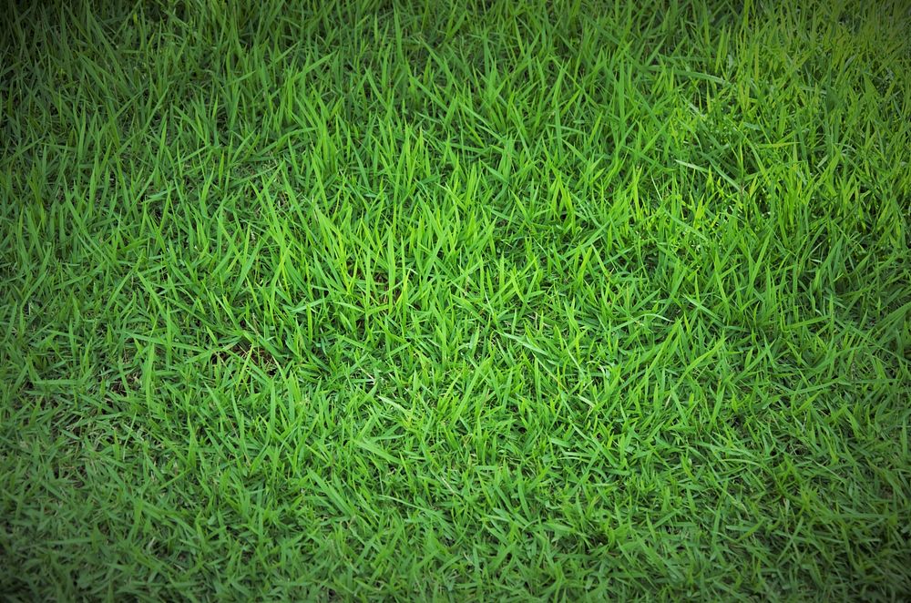 Green grass field. Free public domain CC0 photo.