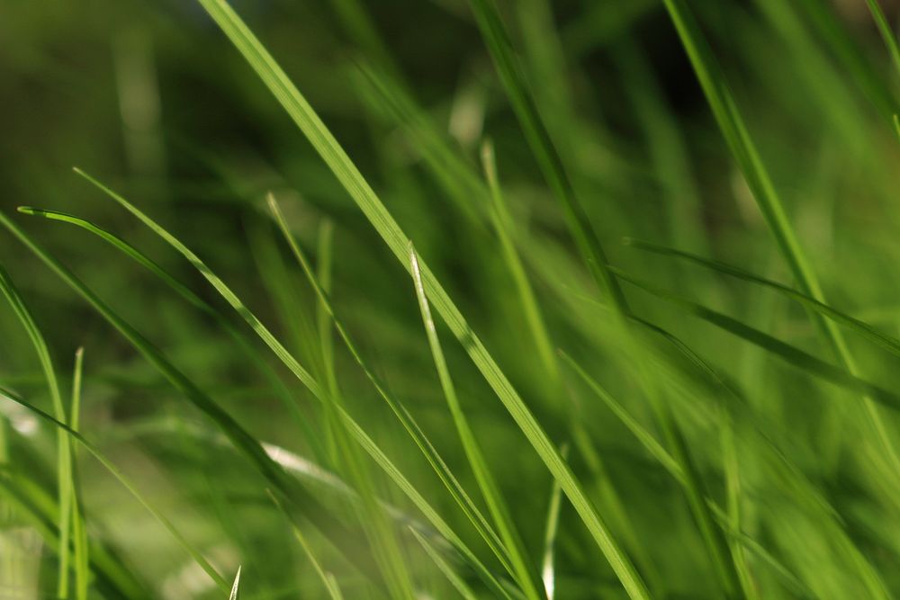 Close up green grass. Free public domain CC0 photo.