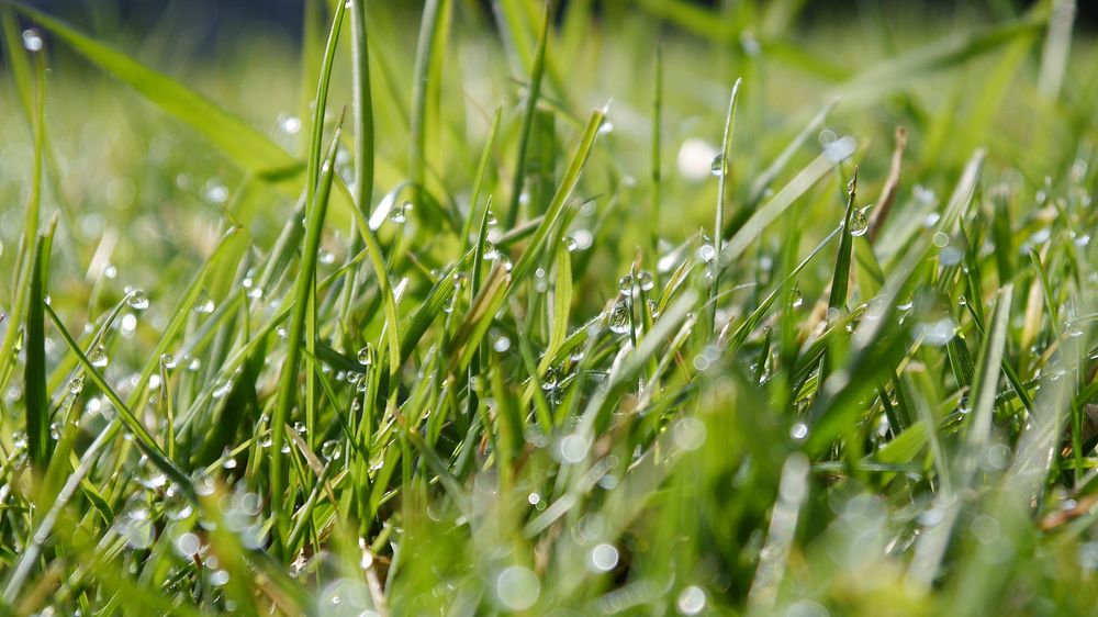 Water drops on grass. Free public domain CC0 photo.