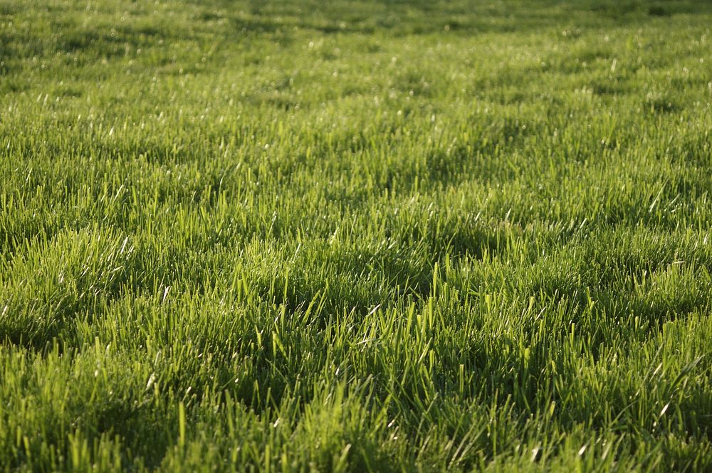 Green grass field. Free public domain CC0 photo.