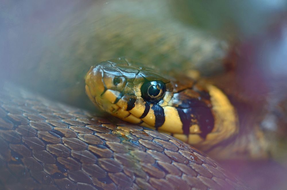 Snake & reptile animal. Free public domain CC0 image