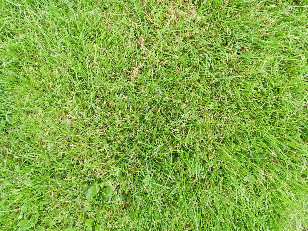 Grass photo. Free public domain CC0 image.