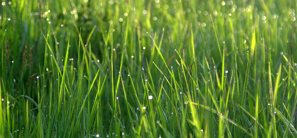 Water drops on grass. Free public domain CC0 photo.