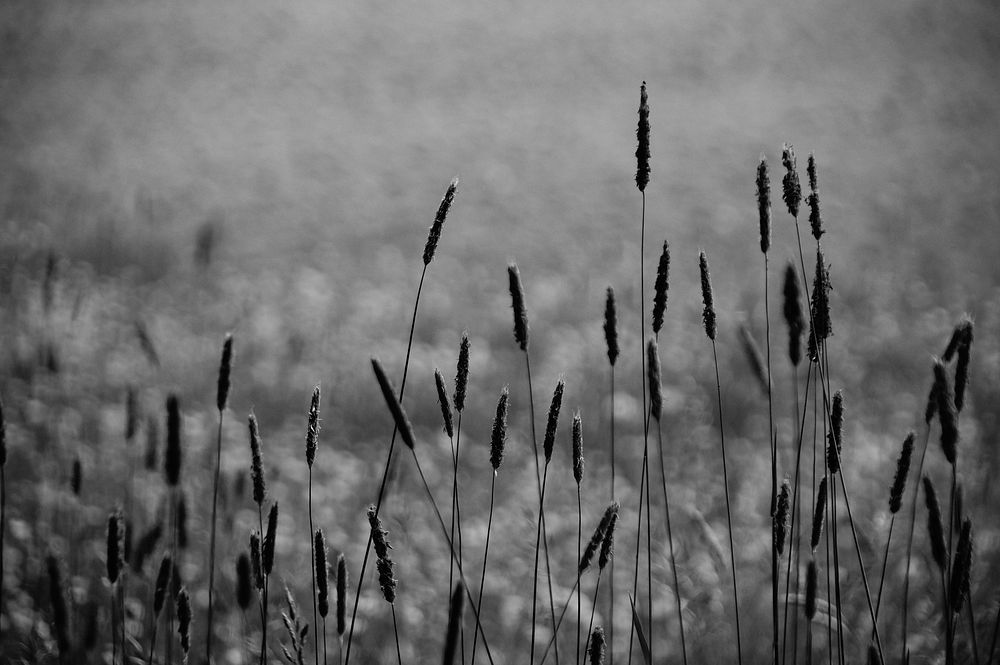 Grass flower. Free public domain CC0 photo.