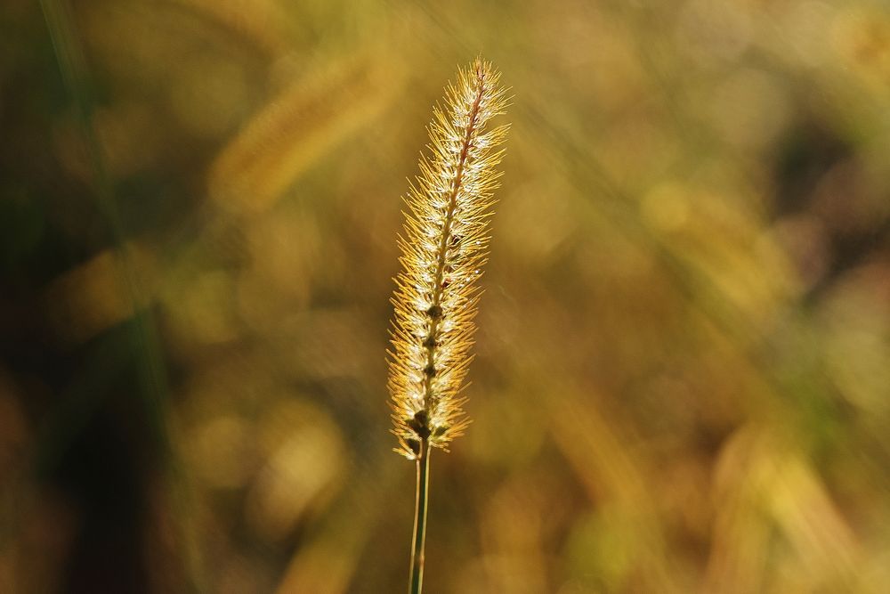 Setaria pumila grass close up. Free public domain CC0 photo.