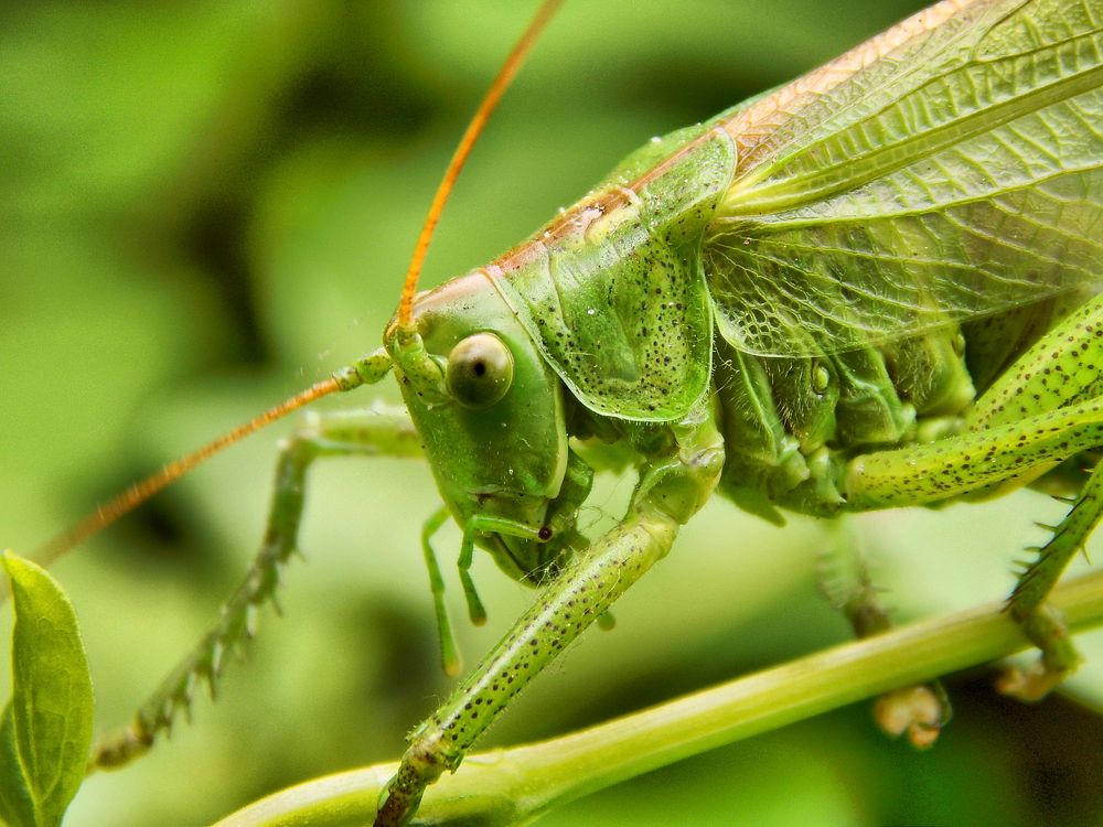 Grasshopper photo. Free public domain CC0 image.