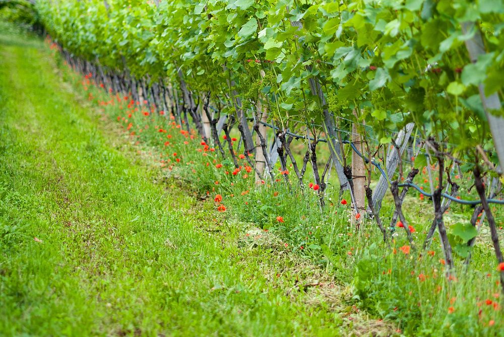 Agricultural vineyard. Free public domain CC0 photo.