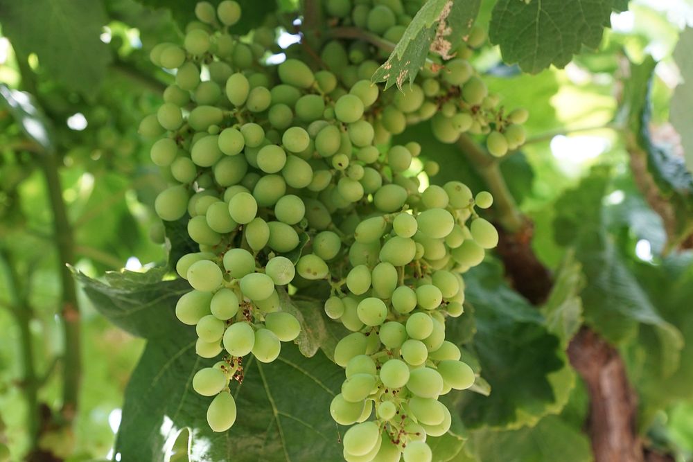 Closeup on green grape plant. Free public domain CC0 photo.