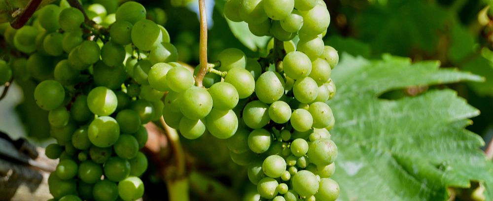 Closeup on green grape plant. Free public domain CC0 photo.