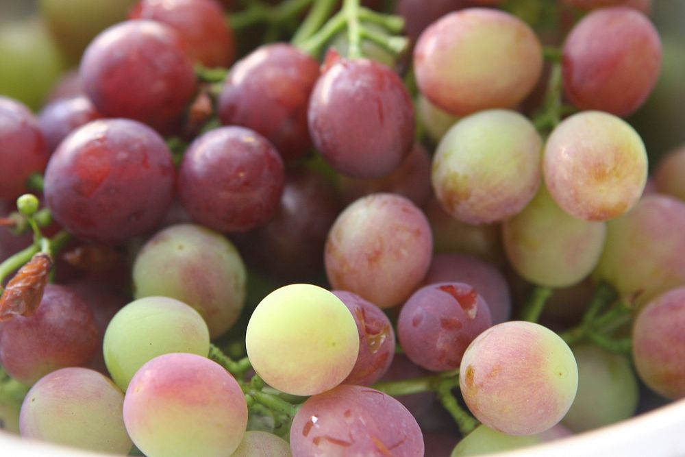 Closeup on red grapes in bowl. Free public domain CC0 photo.