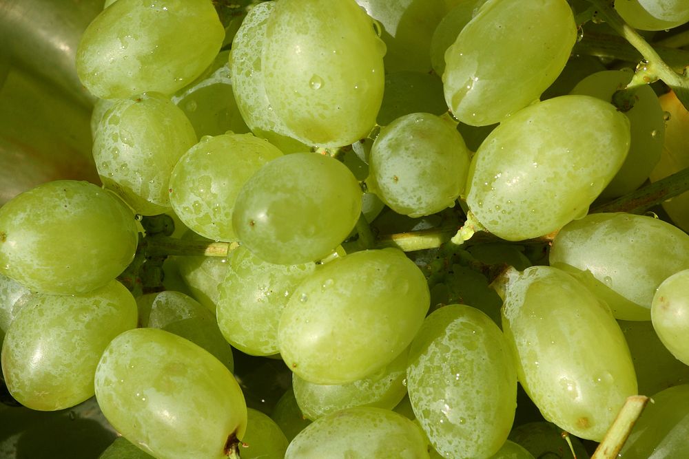 Closeup on green grapes. Free public domain CC0 photo.