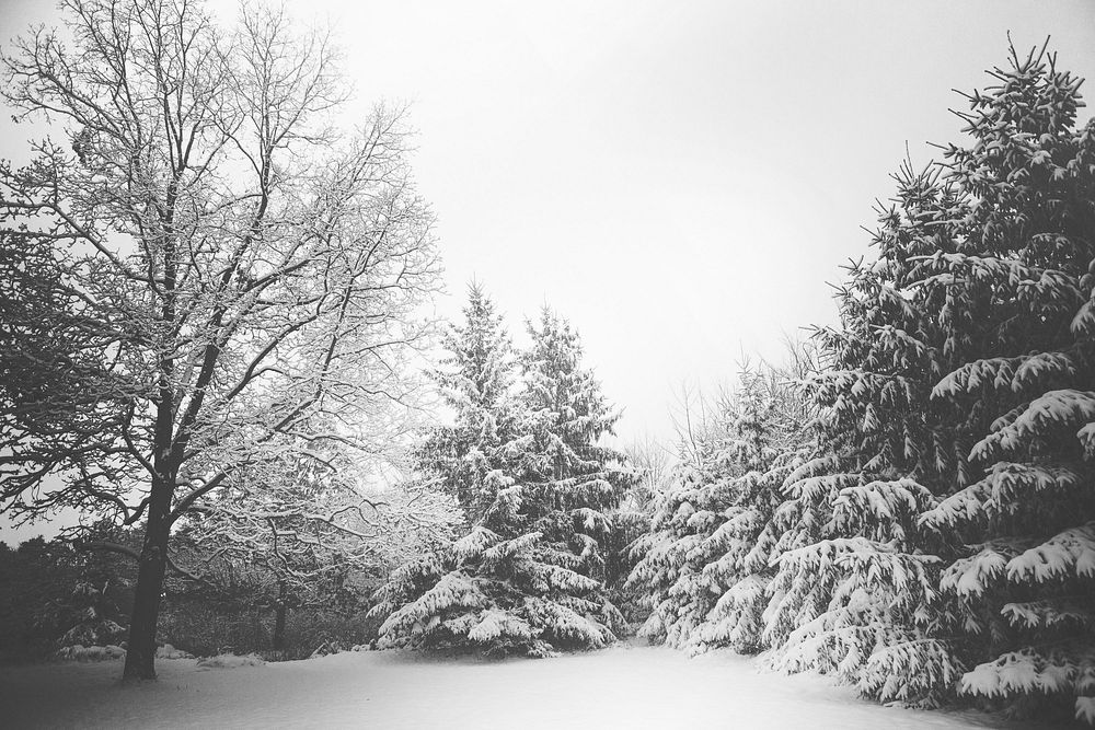 Free snowfall on trees photo, public domain nature CC0 image.