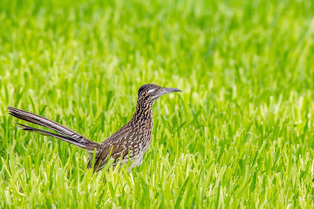 Bird in the grass, nature photography. Free public domain CC0 image.
