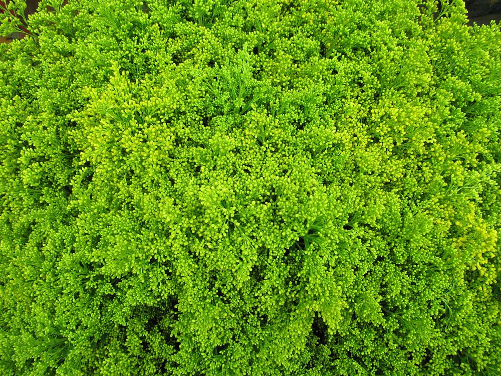 Green plant background. Free public domain CC0 image.