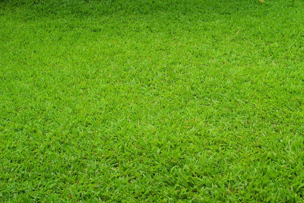 Green grass field. Free public domain CC0 photo.