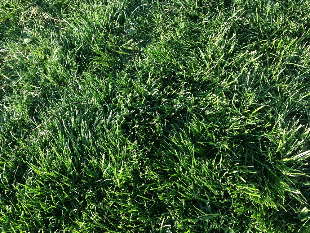 Green grass field. Free public domain CC0 photo.