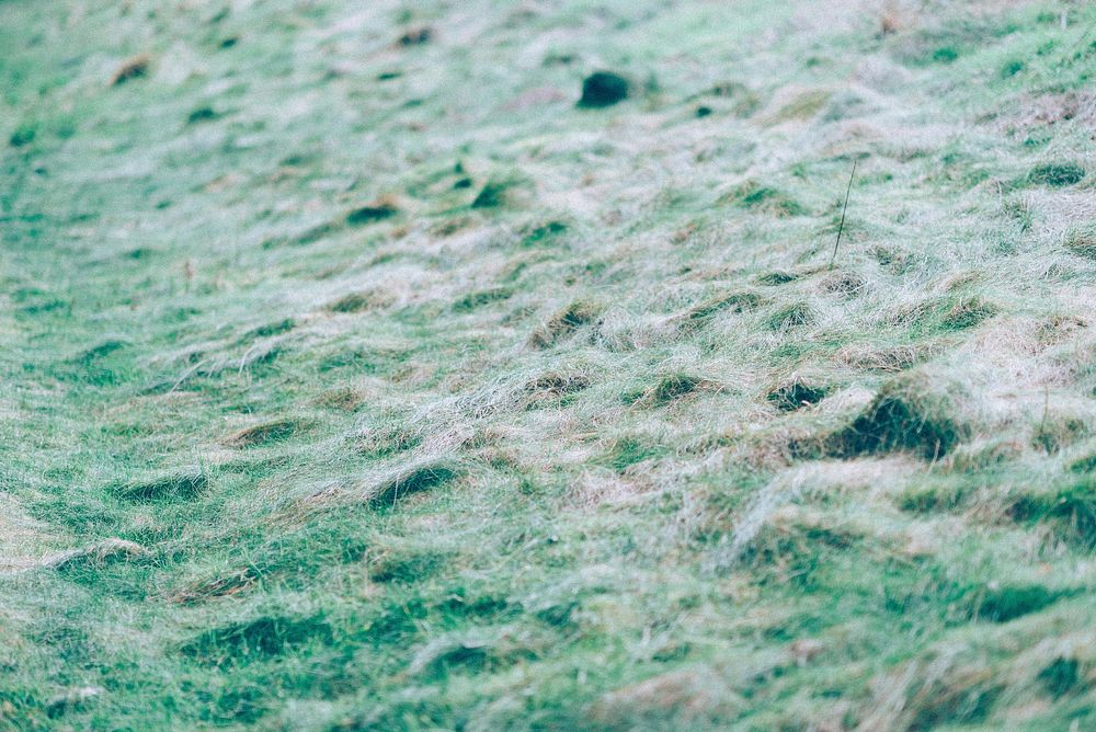 Green grass close up. Free public domain CC0 photo.