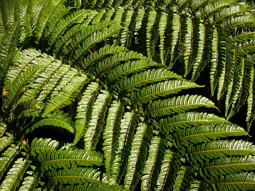 Fern plant, botanical nature. Free public domain CC0 image