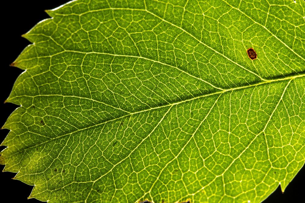 Leaf texture background. Free public domain CC0 photo.