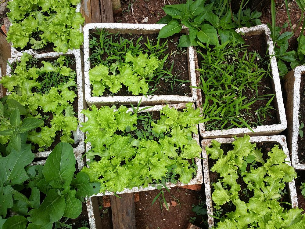Organic vegetable, gardening. Free public domain CC0 photo.
