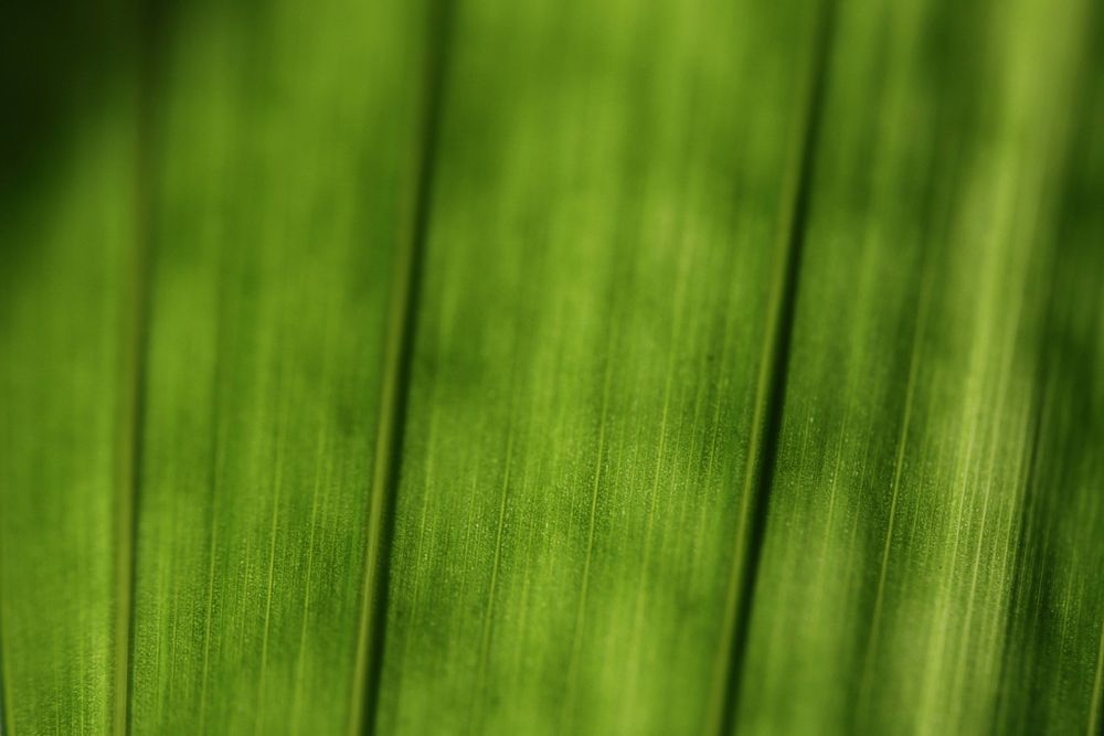 Close up green grass. Free public domain CC0 photo.