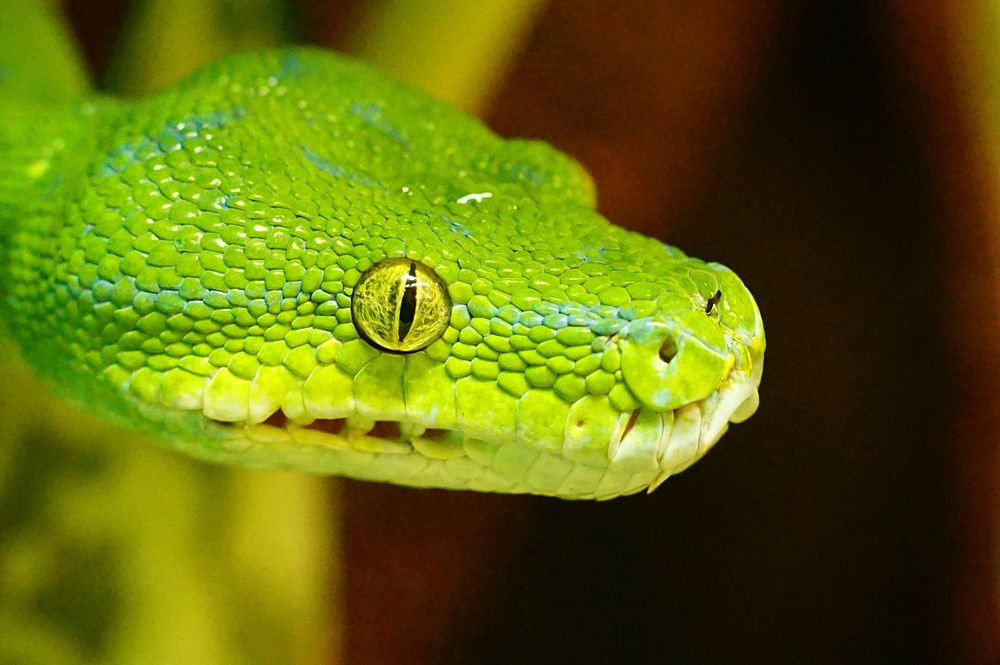 Green snake in nature closeup. Free public domain CC0 photo.