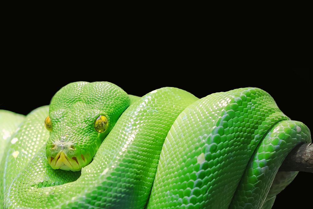 Green snake in nature closeup. Free public domain CC0 image.