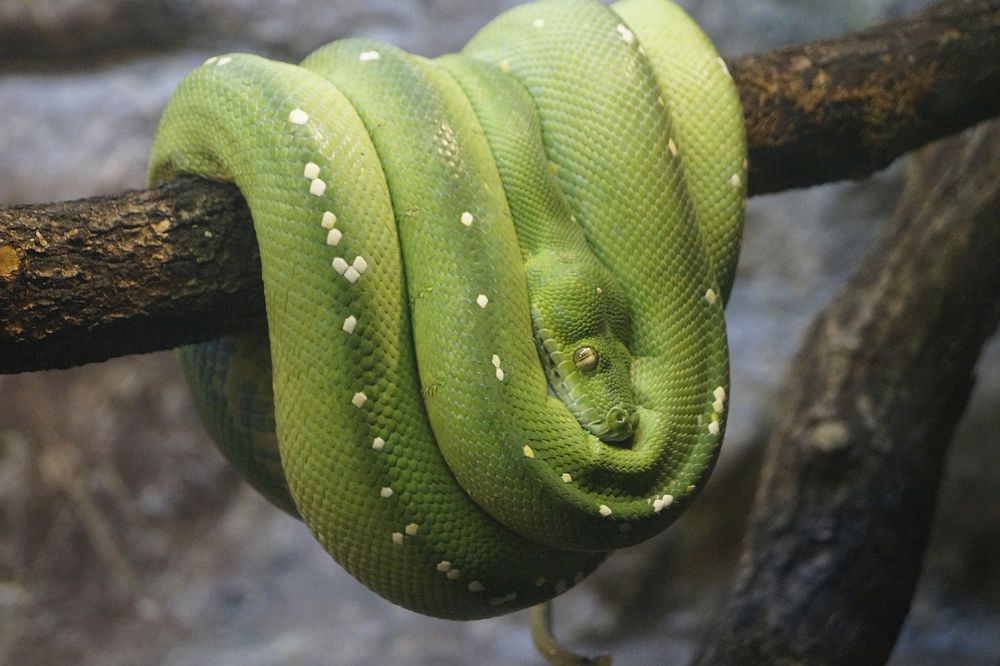 Green snake in nature closeup. Free public domain CC0 image.