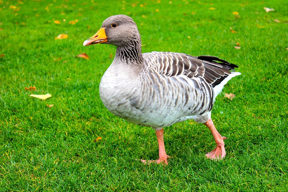Standing toulouse goose close up. Free public domain CC0 image.