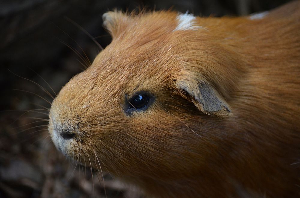 Brown guinea pig, cute pet. Free public domain CC0 image.